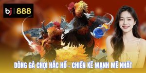 Dòng Gà Chọi Hắc Hổ - Chiến Kê Mạnh Mẽ Nhất